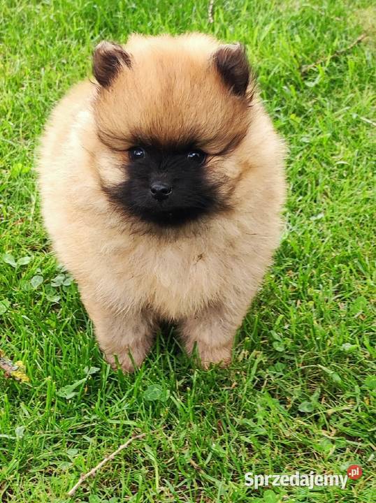 Szpic miniaturowy pomeranian cudny piesek