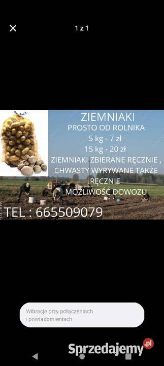 Ziemniaki jadalne Warzywa Kamieniec