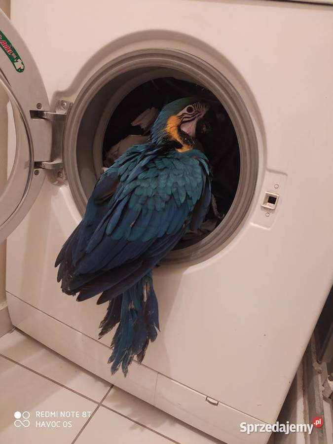 Papuga arauna Rydułtowy