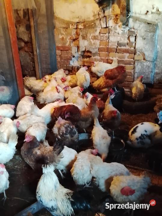 Kury nioski sprzedam Ściechów sprzedam
