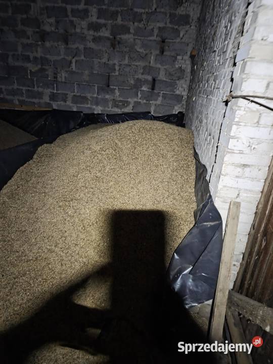 Owies Aleksandrów Łódzki