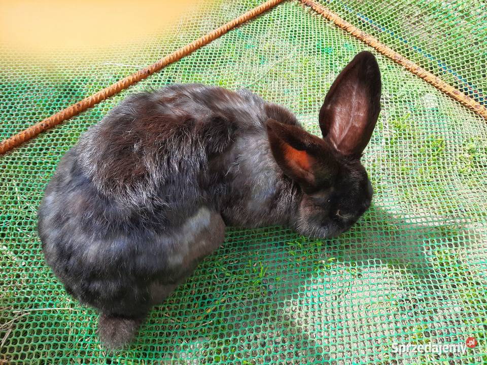 Samce 10 miesiecy Stare Podole