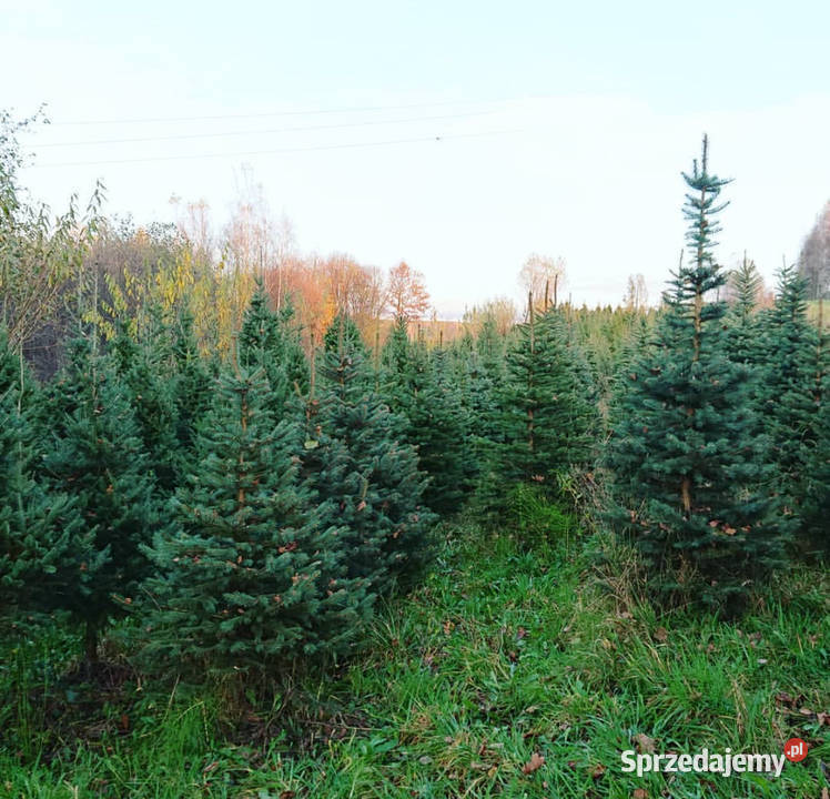 Choinki świeże z własnej plantacji