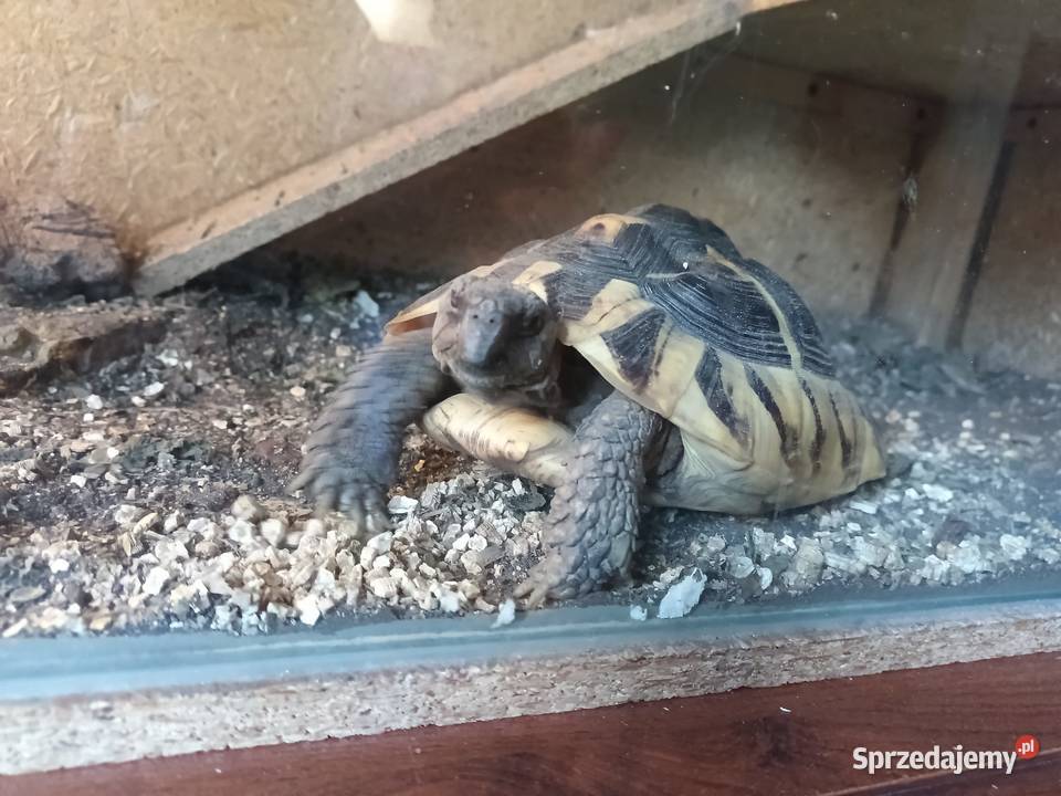 Sprzedam źółwia greckiego lądowego Bydgoszcz