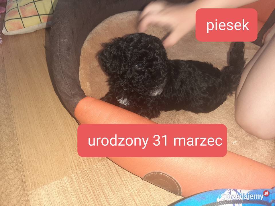 Bisspoo FRISPOO Maltipoo Zamość