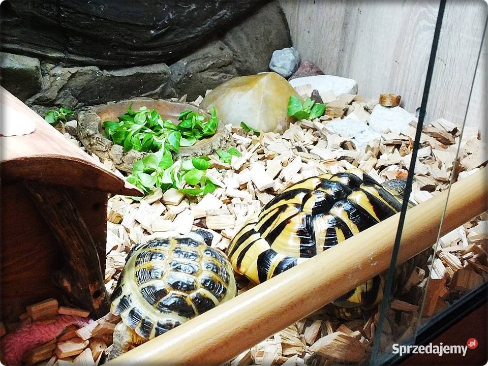 Duże Terrarium z szafką 2 Żółwie Grecki i Lubsko