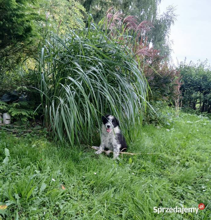 Border collie śliczny piesek