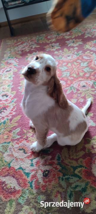 Piękne szczenięta Cocker spaniel angielski Siemiatycze sprzedam