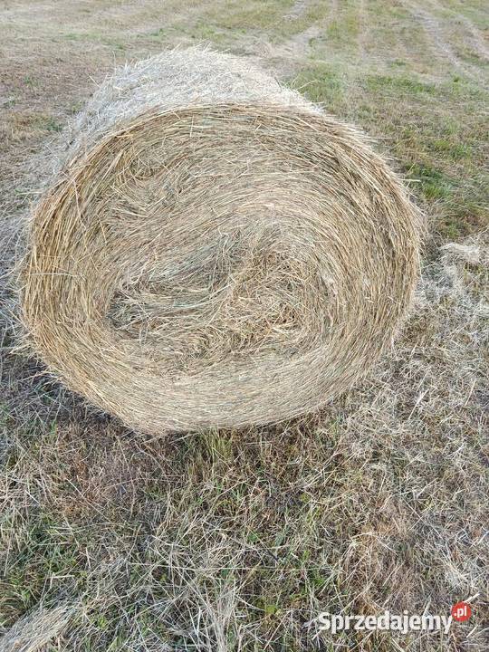 Siano słoma baloty 120x120 Trawy, słoma Wola Radziszowska