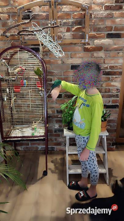 Sprzedam rudosterki z klatką i pełnym Ptaki Myszków sprzedam