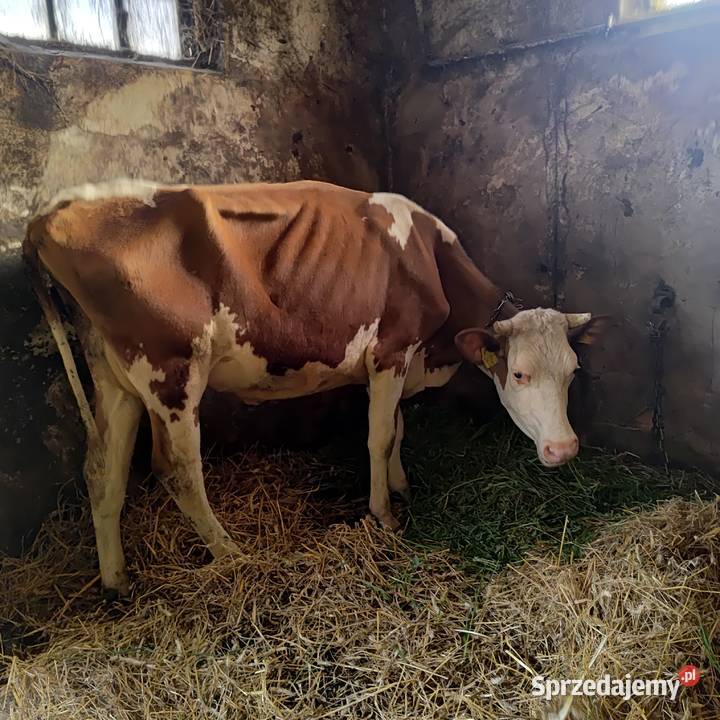 Krowy hf z sumentalem mleczne Zamość