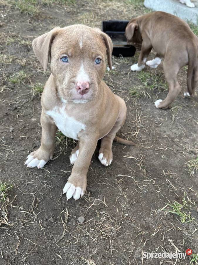 American bully xl szczeniak Czerlejno sprzedam