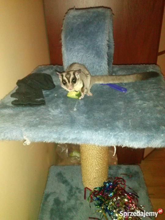 Lotopałanki sprzedam