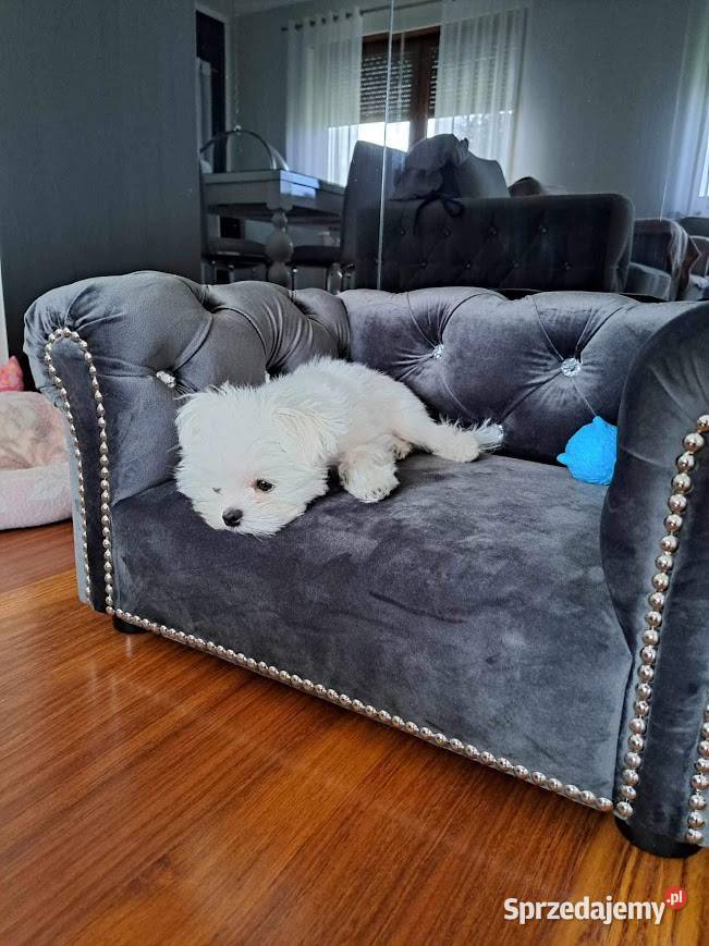 Legowisko kanapa glamour psa kota 100 kolorów