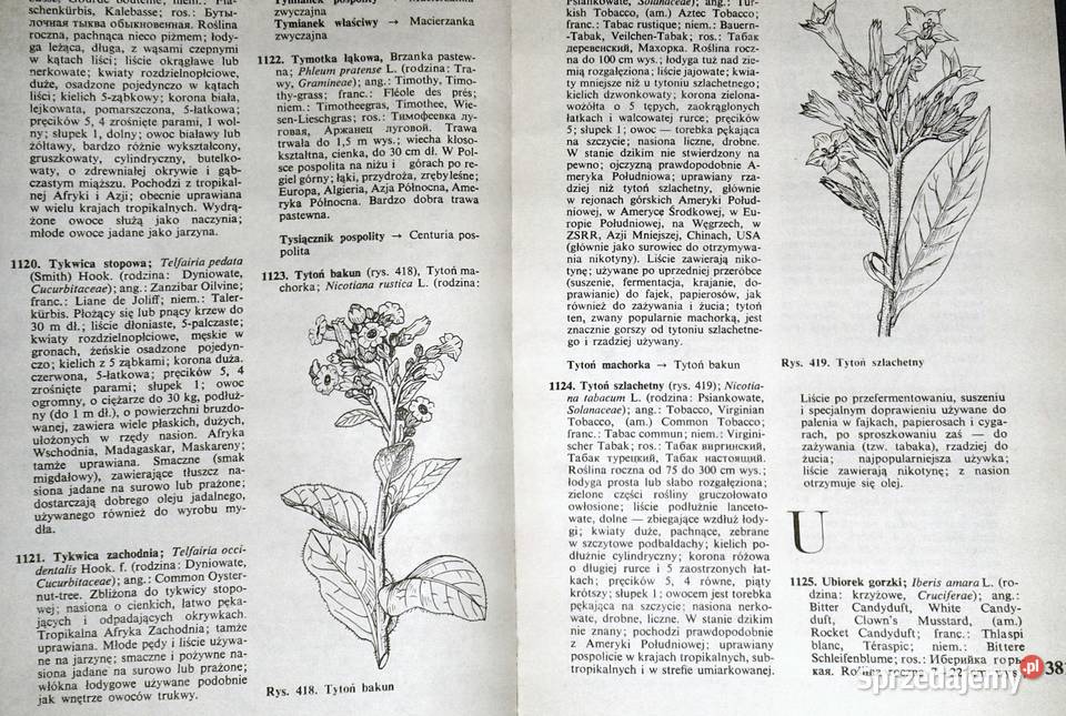 Słownik roślin użytkowych Zbigniew Podbielkowski sprzedam