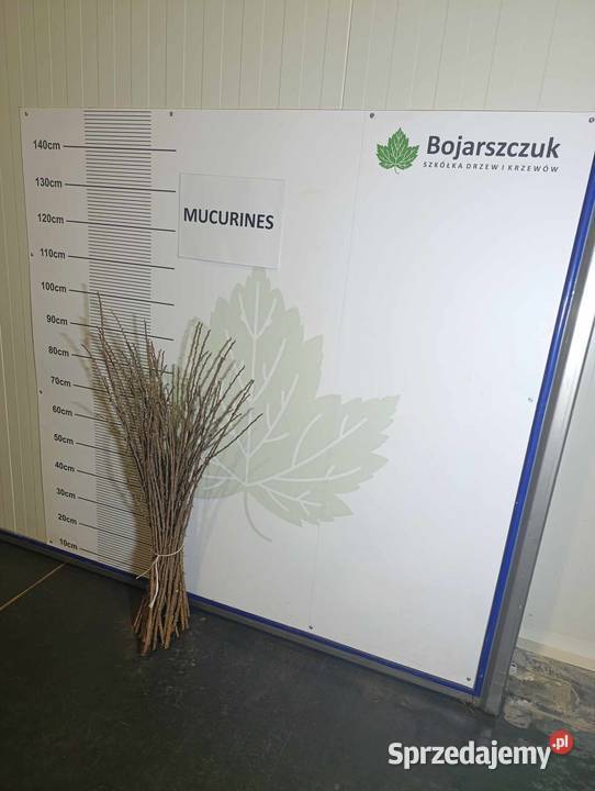 Zrazysztobry agrestu do szczepienia na RYBES Stary Pożóg