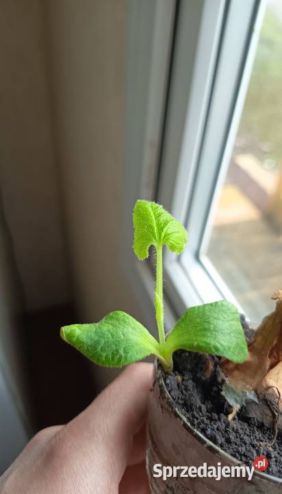 Nasiona Dynia Nelson Kołaczyce