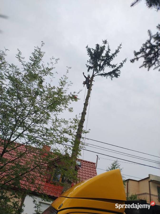 Wycinka drzew Wrocław Kosz Alpinista