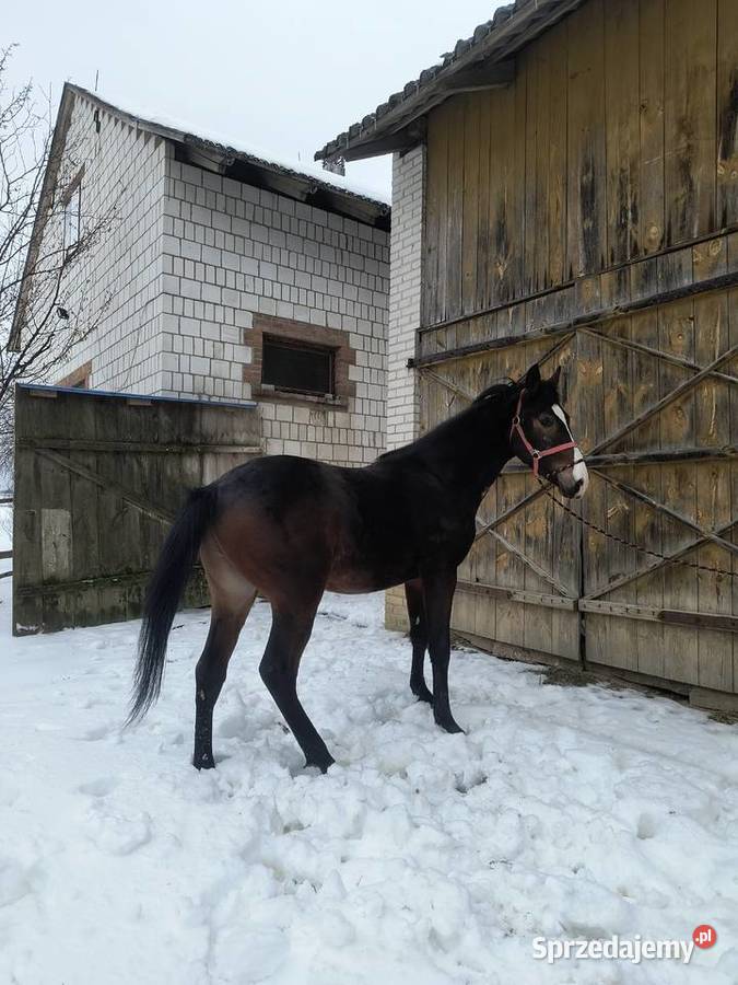 Ogier Małopolski Dolar Zdziłowice