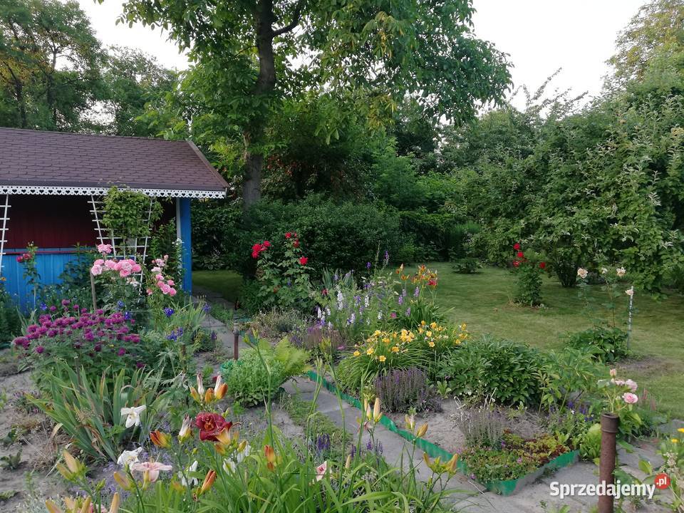 Ogródek działkowy Warszawa Ochota sprzedam