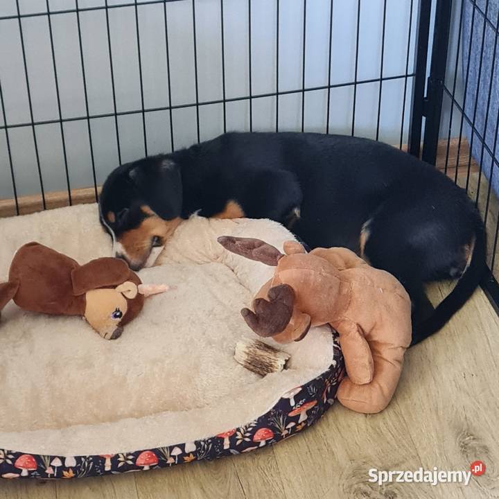 Entlebucher szczeniaczek 25 miesięczna suczka łódzkie Łódź