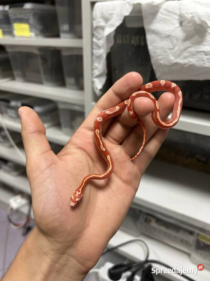 Wąż Zbożowy WZ132025 Samiec Amel MotleyStripe Gady i płazy