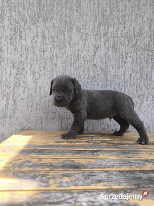 Cane Corso szczeniaki Cane Corso Cieszanów