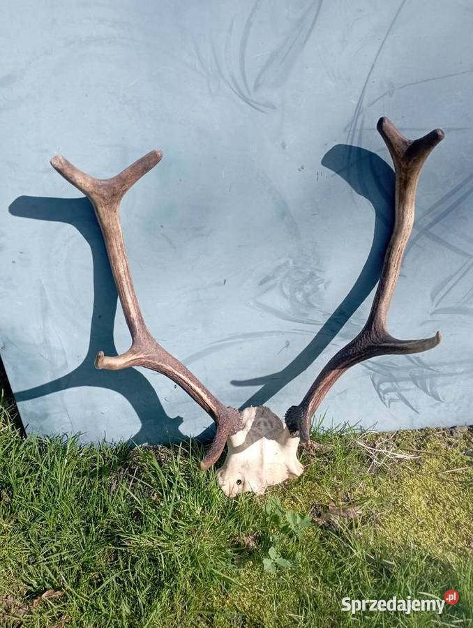 poroże jelnia Częstochowa