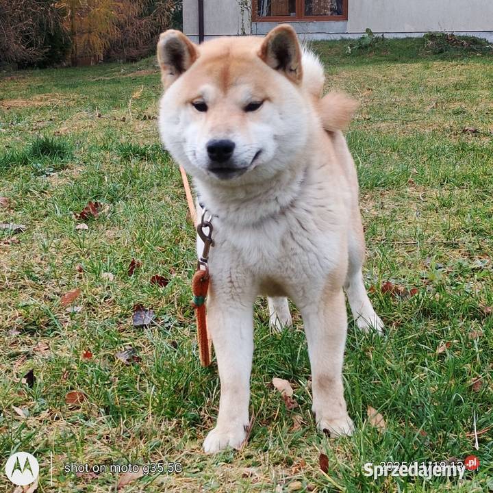Shiba Inu czerwony przemiły piesek Bychawka Trzecia