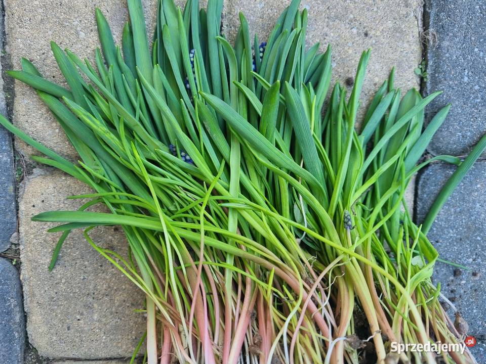 Szafirek niebieski sadzonka