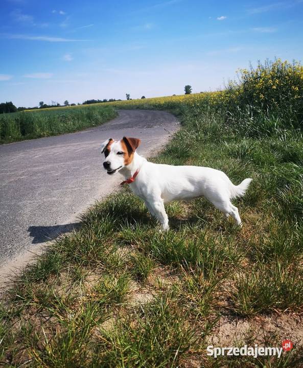 Jack Russell Terrier Zwierzęta Kłodawa