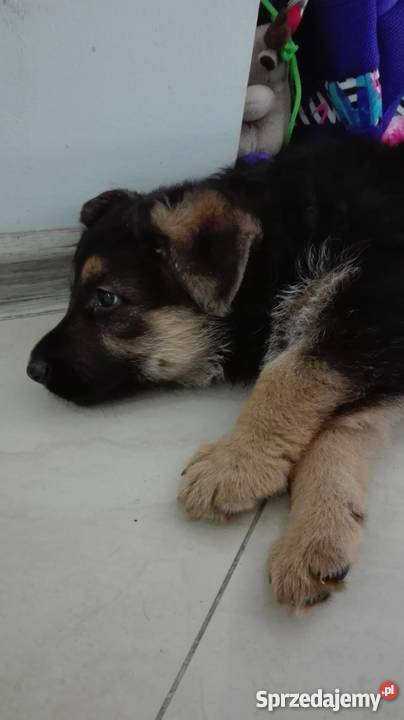 Szczeniaki owczarek niemiecki Świdnica sprzedam