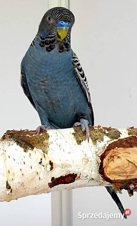 papużka falista blackface łatwo się oswaja może opolskie Opole