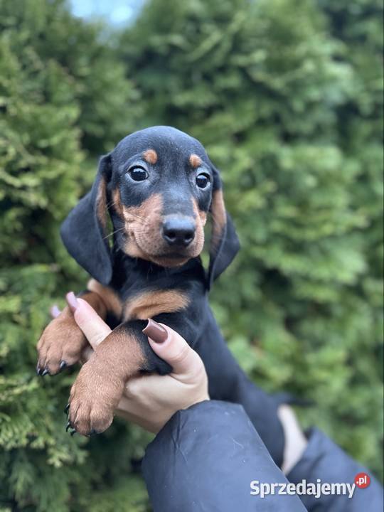 Jamnik standard piesek czarny podpalany z Dąbrowa Górnicza