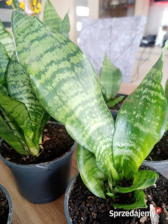 Sansevieria sadzonki kwiatka Liściaste Dom i Ogród małopolskie Kraków