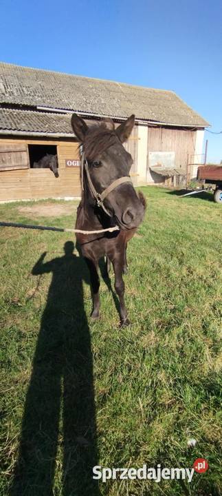 Sprzedam źrebice huculska pełne pochodzenie Dobryniów-Kolonia