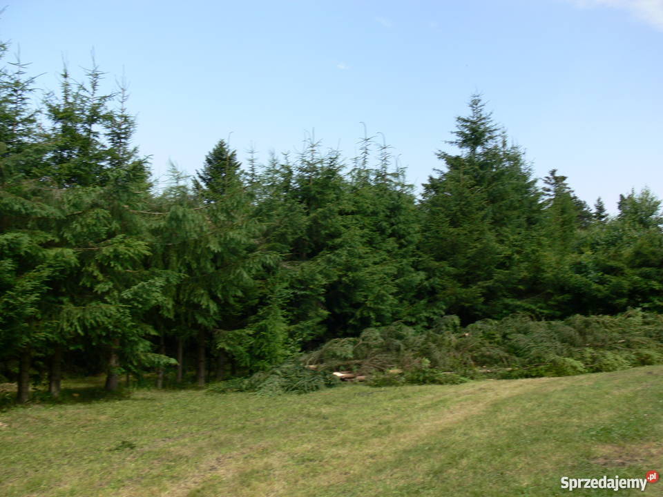 Dom na sprzedaż Werlas podkarpackie żywopłot Werlas