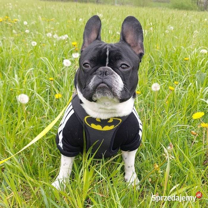 Szelki Psa Bezuciskowe Wygodne Ultramiękkie łódzkie Łódź