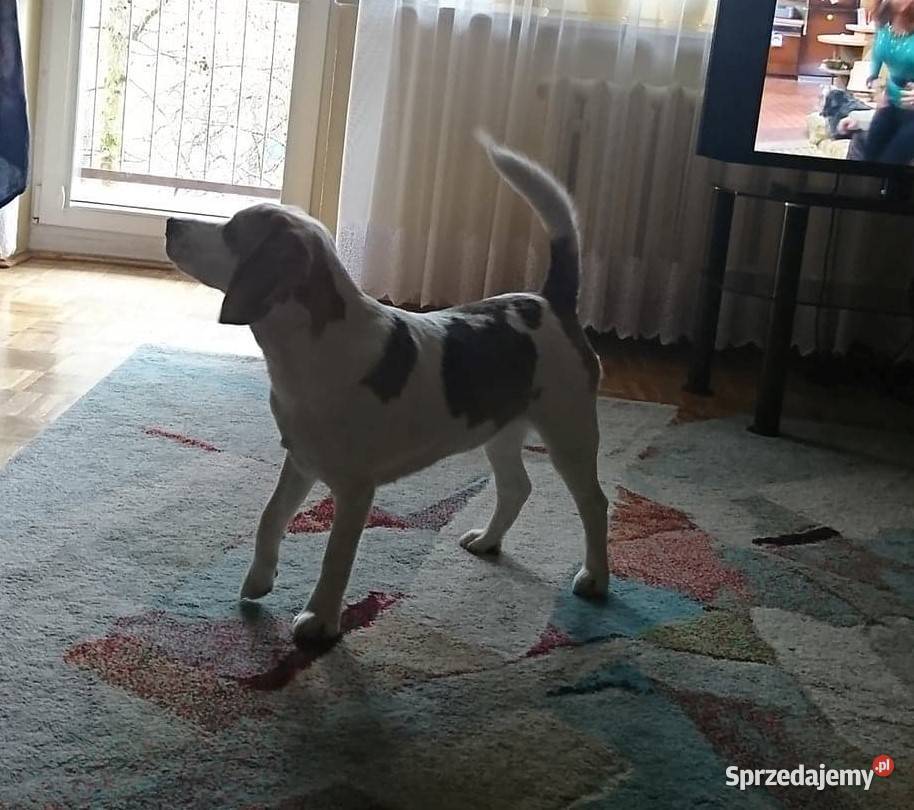 Pies rasy Beagle na sprzedaż Lublin