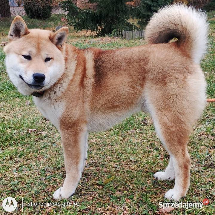 Shiba trzy pieski i suczka wszystkie czerwone Bychawka Trzecia