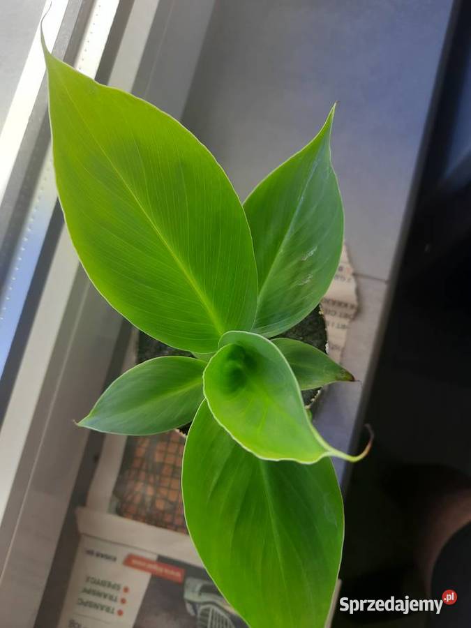 Kwiatki bananowiec Pozostałe