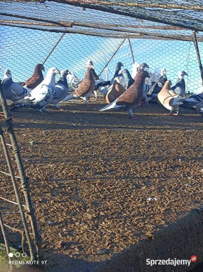 Gołębie Staropolskie mazowieckie Kuczbork-Wieś
