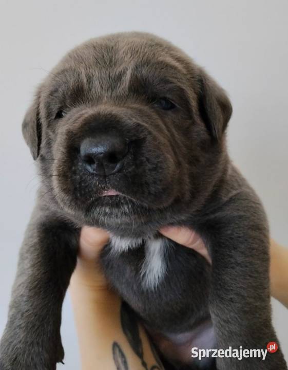 Cane Corso Italiano