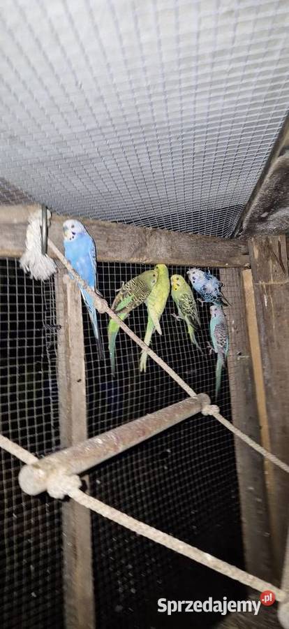 Faliste Swiergotki nierozlaczki Motycz