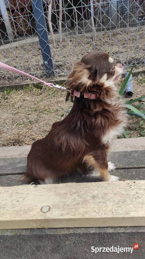 Roczny piesek chihuahua czekoladowy z rodowodem mazowieckie Stare Polesie