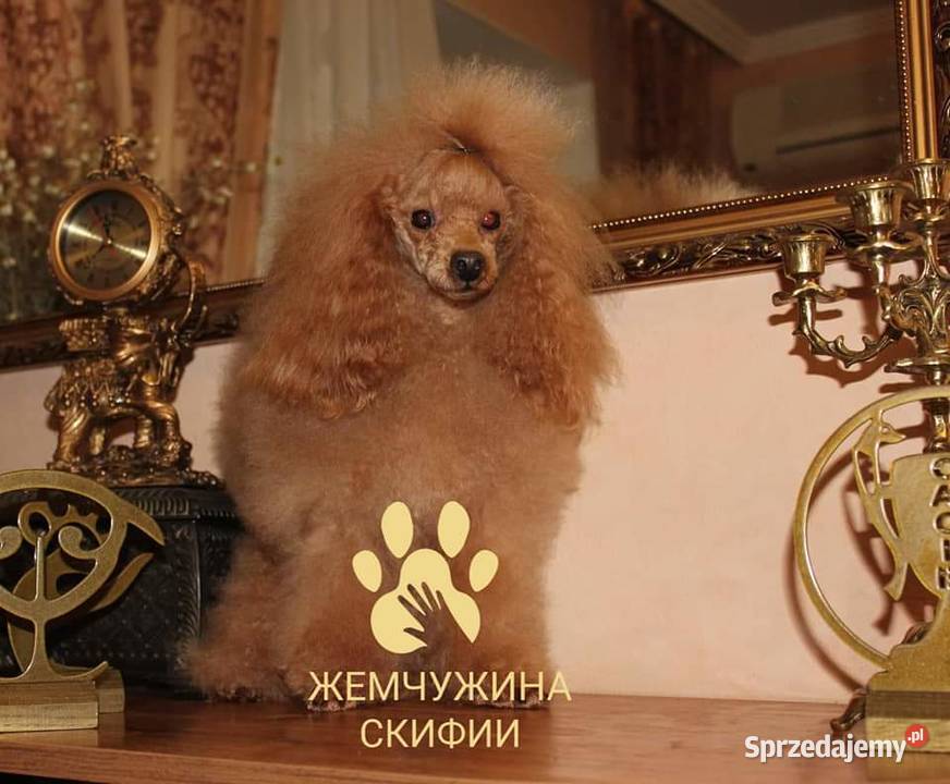Pudel Toy dziewczyna z dokumentami FCI małopolskie