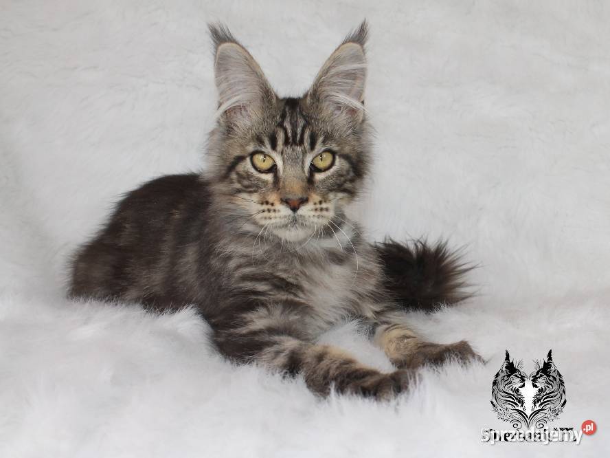 Kocurek Maine Coon kociego behawiorysty Nowa Ruda