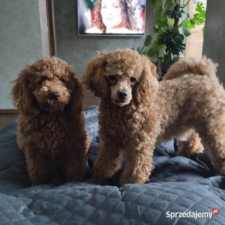 Pudel miniaturowy red rezerwacja sprzedam