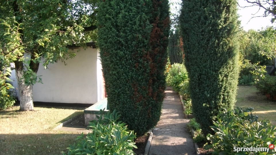 Sprzedam ogródek działkowy na terenie ROD HUTNIK śląskie sprzedam