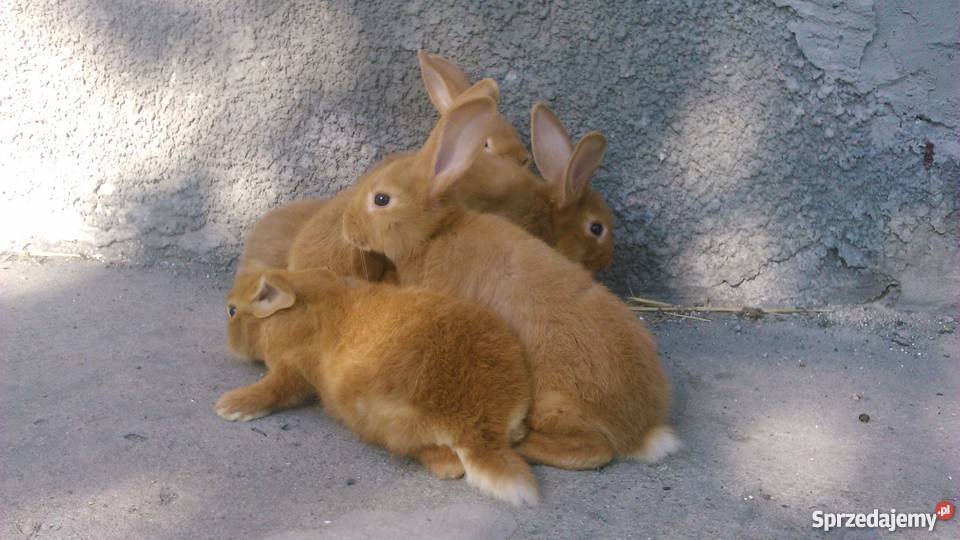 króliki nowozelandzki czerwony NC młode samiczki kujawsko-pomorskie Czernikowo sprzedam